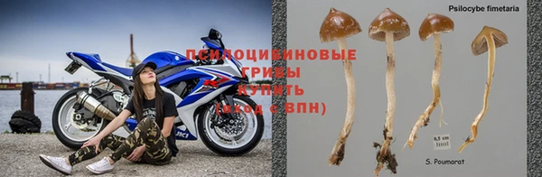 PSILOCYBIN Балахна